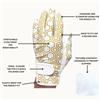 NAILED Standard Finger Length: All-Weather White & Gold Geo Print Glove $19.99